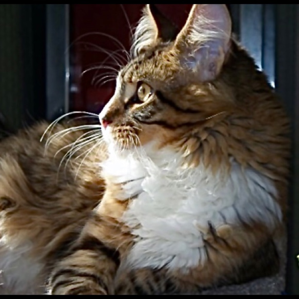 Meet your Posher, Nann